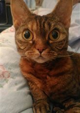 Они, конечно прелестны, но я не рискнул завести такого, хоть и отсутствие шерсти(читай волос на полу) привлекало. Завел их близкого родственника-Девон рекса. Шерстка коротенькая.