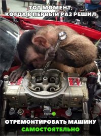 В Омске сбежавшая обезьяна перебирала двигатель автомобиля