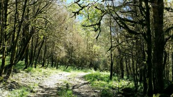 Да нет, огнёвку ту завезли вместе с саженцами из Китая, которые использовали для озеленения Сочи к Олимпиаде. В Абхазии погибли уже почти все самшитовые рощи. Как-то многовато для одной "незамеченной" популяции, правда?
Фото из Абхазии. Практически все самшитовые рощи выглядят примерно так. И, боюсь, что ничего уже не спасти. Этим деревьям было по 800 лет.