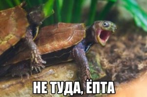 В панцирь попал наверное....