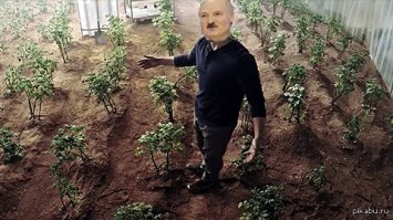 Картошку? На Марсе? Да не вопрос ёпьта