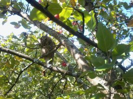 У меня на даче сова почти 3 месяца обитала.Сфотографировать Себя позволила,а чтоб не спугнуть вся шумная деятельность была немедленно прекращена.:)