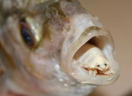 Уровень захвата прав и власти одним над другим - зашкаливает.
Можно еще чуть чуть приборзеть и щенков приводить.