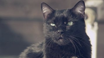 Месть овцы задиристому коту