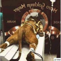 Абсолютно бесполезные и непроверенные факты