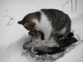 Наглая, вкусная ворона...