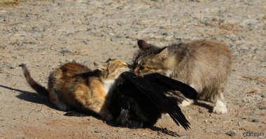 Можно и доиграться....