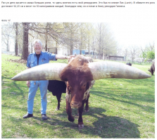 Убийственно шикарные рога