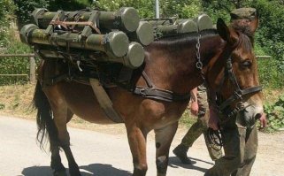Ну вы-бы ещё осликов вспомнили и пробаянили-бы от их имени.