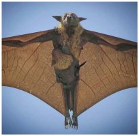 Если скрестить оборотня с вампиром