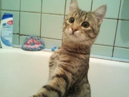 А еще они любят захватывать территории.
Подоконники, ванны и кресла. Мой хищник :)