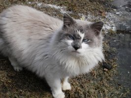 Косоглазый , но первый боец на деревне