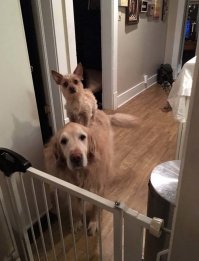 Вот только мопс на заднем плане не фига не доволен приходу Беллы.