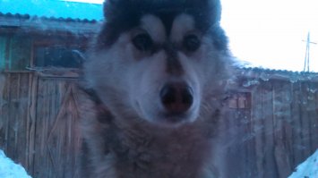 Мой