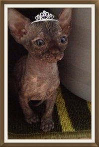 Сами вы страшные и уродливые, комментаторы (от котёнка на фото) 
У меня сфинкс с окрасом арлекин и шерстью флок (будто велюр гладишь). Лучше и красивее кота не найти, как по мне. Всегда рядом и очень смешной. Сейчас у мамы на каникулах, часами по саду бегает, резвится, мышей маме носит :)
Вот даже как пример. Мама потеряла небольшую батарейку от часов. Начала искать, Фаби проснулся, заинтересовался почему это мама такая озабоченная. И тааак участливо заглядывал с ней во все шкафчики :) Пока мама не прекратила поиски, он постоянно был рядом, а потом под бок улёгся и сопел