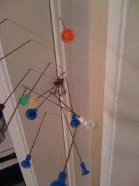 да можно к чертям до смерти усраться увидевший паука, у этих страшных существ восемь лапок, которыми они шустро падлы убегают