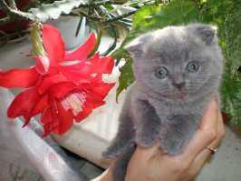 Котенок Марсик и цветок зигокактуса