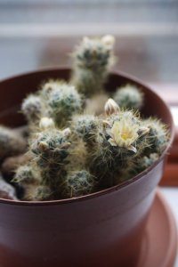 Обожаю кактусы. Да и на моем солнцепеке на окнах только они и выживают) Цветут каждый год. Сейчас уже коллекция на много больше.