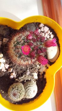 Обожаю кактусы. Да и на моем солнцепеке на окнах только они и выживают) Цветут каждый год. Сейчас уже коллекция на много больше.