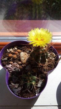 Обожаю кактусы. Да и на моем солнцепеке на окнах только они и выживают) Цветут каждый год. Сейчас уже коллекция на много больше.