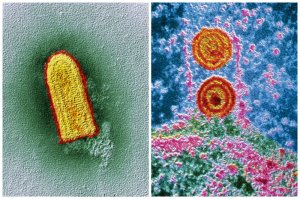 бешенство похоже на Ноев кавчег, а герпес - вообще веселуха какая-то