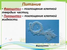Посмотрим на этих суперсолдат с каменными топорами, когда у них топор сломается. Нет ничего надёжнее старого доброго Фагоцитоза и  Пиноцитоза!