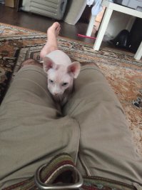 Мой маленький ублюдочек.