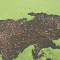 Очень похоже на миграцию населения по континенту.. =D