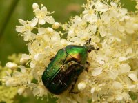 БРОНЗОВКА)))