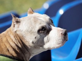 Хорошей собаки должно быть много!