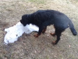 Мой пёс прощается с последним майским сугробом. 09.05.2017, Вырица, Гатчинский район Ленобласти.