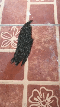 Ответ что это тут - 

Migrating caterpillars - Мигрирующие гусеницы