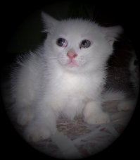 30 веселых фотографий с животными