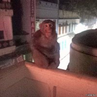 Занимались с мужем сексом в гостинице, вдруг вижу краем глаза на балконе вот этого зрителя, орала так, что соседи прибежали . Теперь не могу перестать оглядываться по сторонам. В общем психологическая  травма.