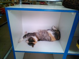 Таки выскажусь. Я работала на рынке больше 5 лет. Ушла совсем недавно, но мама продолжает там работать, так что новости по теме рынков наисвежайшие.  Во первых, это работа для людей с железным здоровьем. Зимой как не утепляйся, а простываешь. Преходит в хронь множество болячек, болят суставы, почки и вообще всё. Даже здоровые люди, проработав так несколько лет становятся болящими. Второе. Да продавец бегает на склад, на другую точку за нужным размером, поскольку хочет продать товар и каждый покупатель на вес золота по нынешним временам. Все получают зарплату от процента продаж, а мы не официанты, нам чаевых не дают, а наоборот просят скидку, то есть минус от зарплаты....Третье. Только глубоко не умный человек, присматривая на рынке вещи, может считать, что там очень крутые фирменные вещи, которые продают офигенным знаменитостям. Подобные вывески просто реклама с юмором. Я писала юморные объявления тоже и всем нравилось и было весело.Качество безусловно бывает разное, однако на то покупателю и глаза, что бы смотреть. Сама не один и даже не два раза видела те же самые товары, какими торговала сама в магазинах с гордыми названиями "салон" и "бутик" и цена там была заоблачная. Проверяла ярлыки, пошив, ткань-всё как в моём товаре. И последнее. Чистота, красивые аккуратные прилавки зависят от руководителя рынка. Наш всегда чистый, мусор не накпливается и вообще приятный. Рыночные две собаки исправно несут службу по охране, сытые и никогда не кидаются на людей. Две кошки так же гоняют грызунов и вполне оправдывают своё питание. Одна из них вообще фотомодель.:)