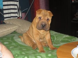 Моя прелесть)