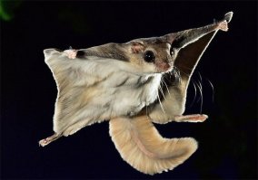 Воу-воу, модники, полегче