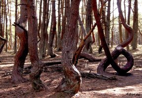 у нас танцующий лес в Калининградской области на Куршской косе есть, ничего жуткого, один из множества туристических маршрутов