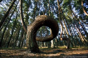 у нас танцующий лес в Калининградской области на Куршской косе есть, ничего жуткого, один из множества туристических маршрутов