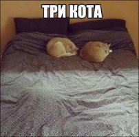 Какого кота тереть? :)