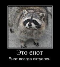 Притаившийся под потолком енот повеселил авиапассажиров