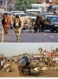 Конечно! Да и зачем тебе автомат тормоза, которым, как говорят, должен быть оборудован каждый автомобиль в Индии? 
Этот автомат должен включить экстренное торможение в случае попадания в объектив видеокамеры коровы.
Индия, бхая <<<брат>>>... Корова -- священное животное...