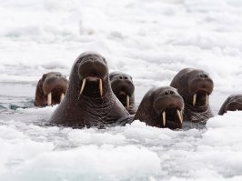 Немного прикольных картинок