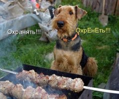 Прикольные картинки