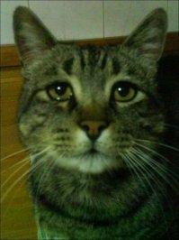 Стыда у тебя нет