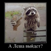 Притаившийся под потолком енот повеселил авиапассажиров