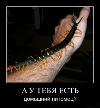 Вот почему нельзя убивать домашних сороконожек, даже если вы их боитесь