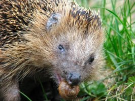 Улитки правильно на снимках. Любят их ёжики . А в шахматах ,наверняка, съедали "фигуру"...