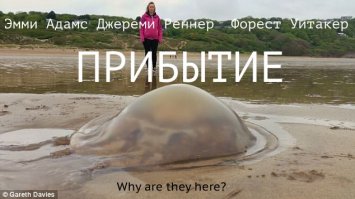 На пляжах Британии - нашествие гигантских медуз!