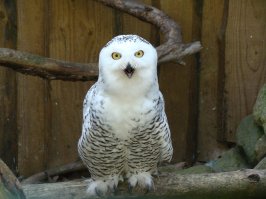 Пара моих фоток :)